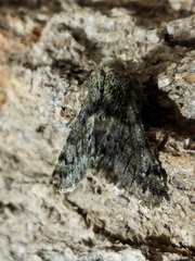 Apocheima hispidaria