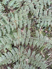 Dryopteris paleolata