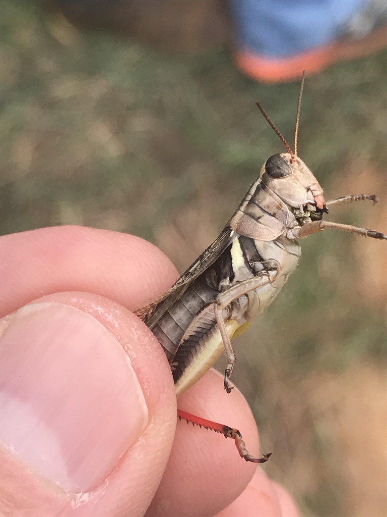 Broad-necked Locust
