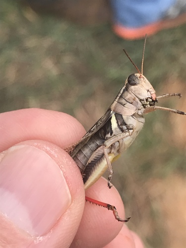 Broad-necked Locust