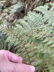 Dryopteris paleolata