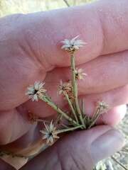 Asteraceae
