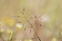 Pentameris airoides airoides