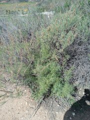 Artemisia californica