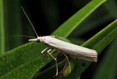 Orocrambus vittellus