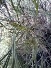 Artemisia californica