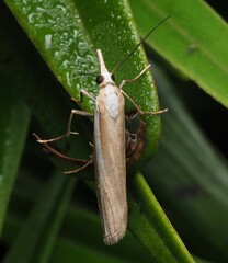 Orocrambus vittellus