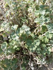 Marrubium vulgare