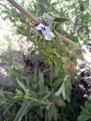Salvia mellifera