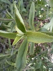 Salvia mellifera
