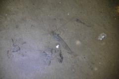 Palaemon macrodactylus