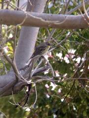 Setophaga coronata