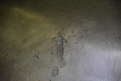 Palaemon macrodactylus