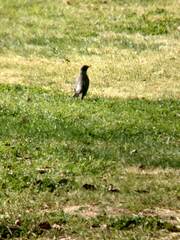 Turdus migratorius