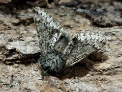 Apocheima hispidaria