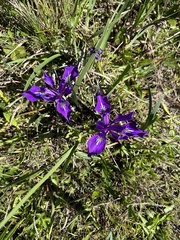 Iris douglasiana