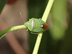 Ocirrhoe unimaculata