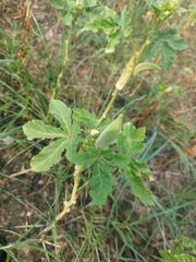 Abelmoschus esculentus