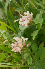 Trifolium clypeatum