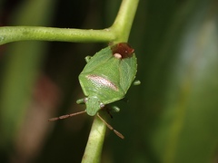 Ocirrhoe unimaculata