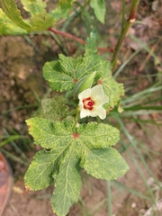 Abelmoschus esculentus