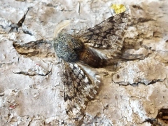 Apocheima hispidaria
