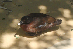 Pteronetta hartlaubii