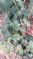 Maesa perlaria formosana