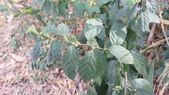 Maesa perlaria formosana