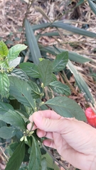 Maesa perlaria formosana