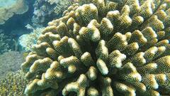 Pocillopora grandis