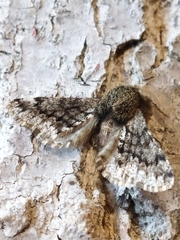 Apocheima hispidaria