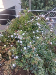 Jasminum multiflorum