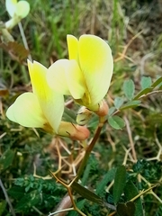 Vicia hybrida