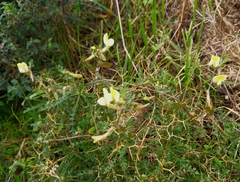 Vicia hybrida
