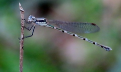 Austrolestes leda