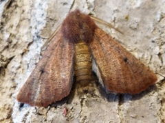 Dasycorsa modesta