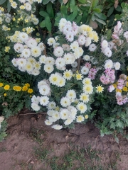 Chrysanthemum