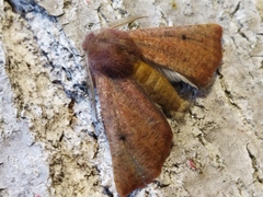 Dasycorsa modesta