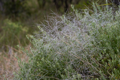 Austrostipa elegantissima
