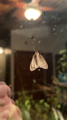 Phryganidia californica