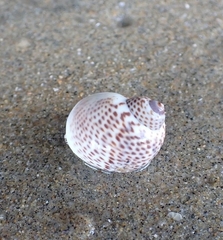 Naticarius stercusmuscarum