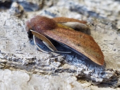 Dasycorsa modesta