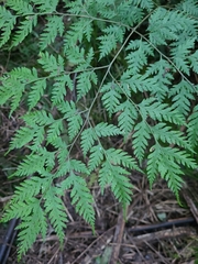 Pteris macilenta
