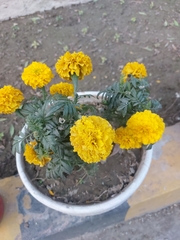 Tagetes erecta