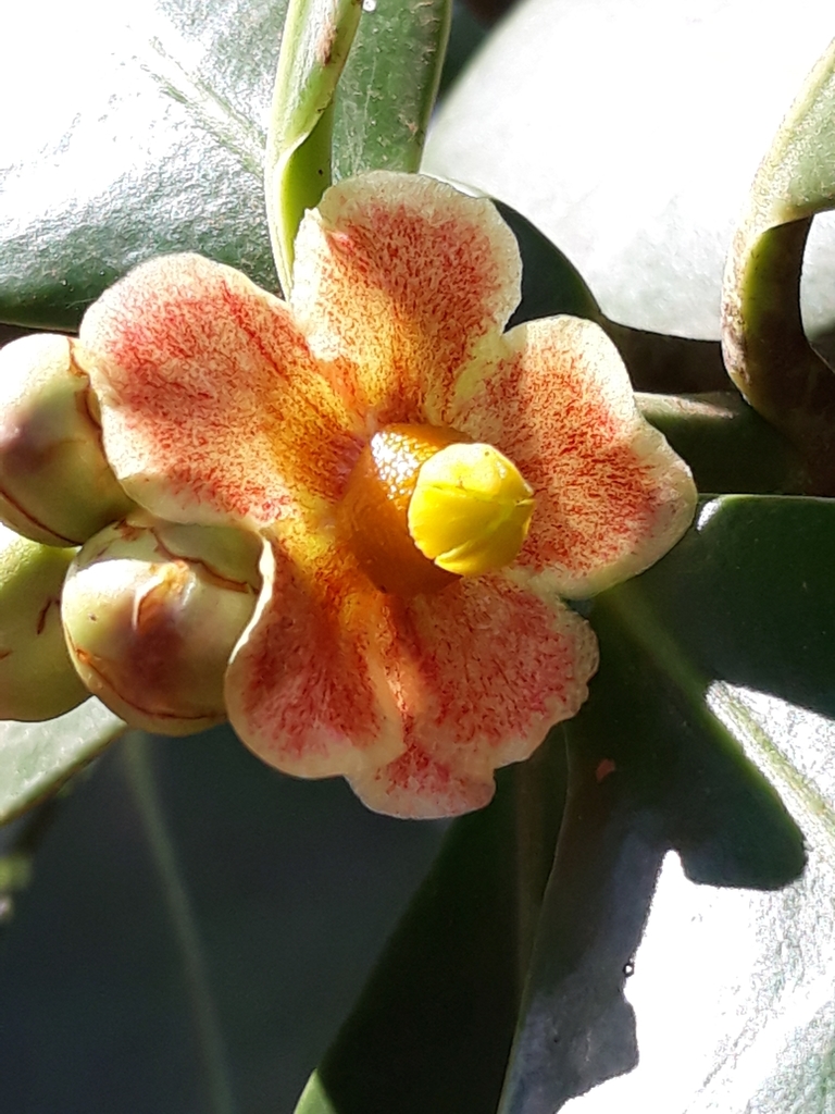Clusia burchellii