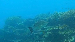 Lutjanus lemniscatus