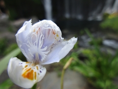 Iris japonica