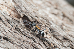 Polyrhachis ornata