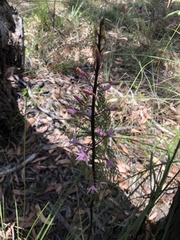 Dipodium roseum